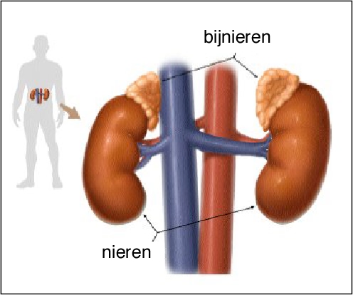 bijnieruitputting hsp burnout